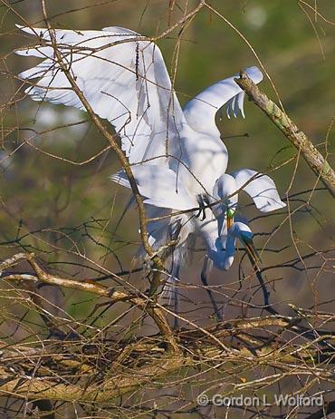 Breeding Egrets_45557.jpg - Great Egret (Ardea alba)Photographed at Lake Martin near Breaux Bridge, Louisiana, USA.